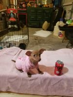 Tea Cup Chihuahua Puppies for sale in Houston, TX, USA. price: NA
