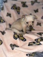 Tea Cup Chihuahua Puppies for sale in Orlando, FL, USA. price: NA