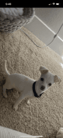 Tea Cup Chihuahua Puppies for sale in Las Vegas, NV, USA. price: NA