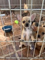 Tea Cup Chihuahua Puppies for sale in Fontana, CA, USA. price: NA