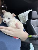 Tea Cup Chihuahua Puppies for sale in Corpus Christi, Texas. price: $850