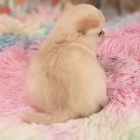 Tea Cup Chihuahua Puppies for sale in  Glencoe, Arkansas. price: $400