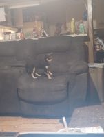 Tea Cup Chihuahua Puppies for sale in Ohatchee, Alabama. price: $125