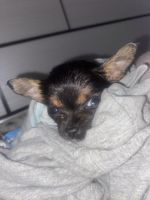 Tea Cup Chihuahua Puppies for sale in Katy, Texas. price: $800