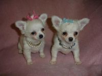 Tea Cup Chihuahua Puppies for sale in Wichita, KS, USA. price: NA