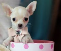 Tea Cup Chihuahua Puppies for sale in Fort Lauderdale, FL, USA. price: NA