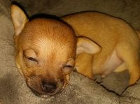 Tea Cup Chihuahua Puppies for sale in Glendale, AZ, USA. price: NA