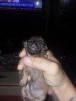 Tea Cup Chihuahua Puppies for sale in Colman, SD 57017, USA. price: NA