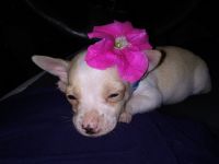 Tea Cup Chihuahua Puppies for sale in Indianapolis, IN, USA. price: NA