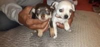 Tea Cup Chihuahua Puppies Photos