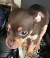 Tea Cup Chihuahua Puppies for sale in Vallejo, CA, USA. price: NA