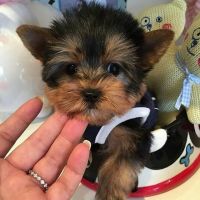 Tea Cup Chihuahua Puppies for sale in Los Angeles, CA, USA. price: NA