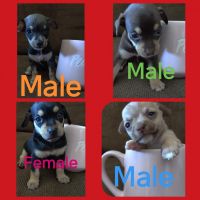 Tea Cup Chihuahua Puppies for sale in Riverside, CA, USA. price: NA