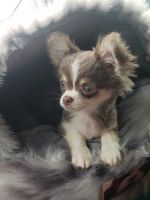 Tea Cup Chihuahua Puppies for sale in Galveston, TX, USA. price: NA