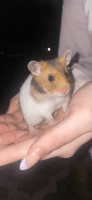 Teddy Bear hamster Rodents for sale in West Islip, NY, USA. price: NA