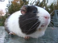 Teddy or Rex Guinea Pig Rodents for sale in Aurora, CO, USA. price: NA