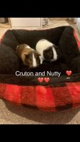 Teddy or Rex Guinea Pig Rodents for sale in Omaha, NE, USA. price: NA