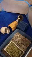 Teddy or Rex Guinea Pig Rodents for sale in Tampa, FL, USA. price: $40