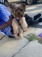 Teddy Roosevelt Terrier Puppies for sale in Roxbury, Boston, MA, USA. price: NA