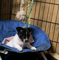 Teddy Roosevelt Terrier Puppies for sale in Robards, KY 42452, USA. price: NA