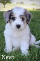 Teddy Roosevelt Terrier Puppies for sale in Parlin, Sayreville, NJ 08859, USA. price: NA