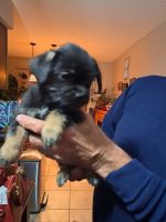 Teddy Roosevelt Terrier Puppies for sale in Pleasant Valley, IA 52722, USA. price: NA