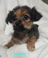 Teddy Roosevelt Terrier Puppies for sale in New Castle, IN 47362, USA. price: $150