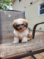 Teddy Roosevelt Terrier Puppies Photos