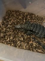 Tegu Reptiles for sale in Louisville, KY, USA. price: NA