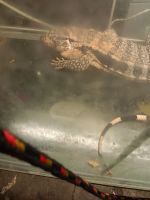 Tegu Reptiles for sale in Fairfield, CA, USA. price: $150