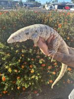 Tegu Reptiles for sale in Glendale, AZ 85301, USA. price: $1,600
