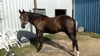 Tennessee Walker Horses for sale in Houston, TX, USA. price: NA