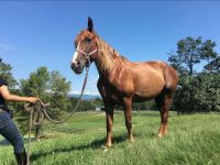 Tennessee Walker Horses for sale in Pine Bush, NY 12566, USA. price: NA