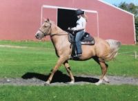 Tennessee Walker Horses for sale in Denver, CO, USA. price: NA