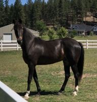 Tennessee Walker Horses for sale in Albuquerque, NM, USA. price: NA