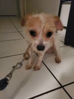 Tenterfield Terrier Puppies for sale in Sunrise, FL, USA. price: NA