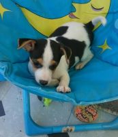 Tenterfield Terrier Puppies for sale in Berkeley, CA, USA. price: NA