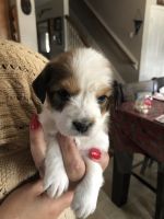 Tenterfield Terrier Puppies for sale in 124 FM 1960, Houston, TX 77073, USA. price: NA