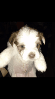 Tenterfield Terrier Puppies Photos