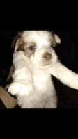Tenterfield Terrier Puppies Photos