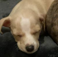 Tenterfield Terrier Puppies for sale in Waianae, HI 96792, USA. price: NA