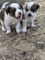 Texas heeler Puppies for sale in Mora, Minnesota. price: $450