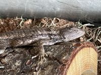 Texas spiny lizard Reptiles for sale in Abilene, TX, USA. price: NA