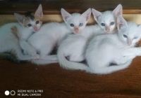 Thai Cats for sale in Hudco,T.V. Center, Aurangabad, Maharashtra 431003, India. price: NA