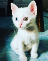 Thai Cats for sale in Bhopal, Madhya Pradesh, India. price: 350000 INR