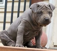 Thai Ridgeback Puppies for sale in West End, NC 27376, USA. price: NA