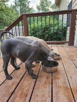 Thai Ridgeback Puppies for sale in West End, NC 27376, USA. price: NA