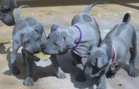 Thai Ridgeback Puppies Photos