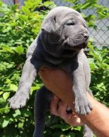 Thai Ridgeback Puppies for sale in Los Angeles, CA, USA. price: NA