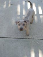 Thai Ridgeback Puppies for sale in Ontario, CA, USA. price: NA